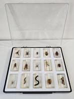 Insectes - Collection de 15 inclusions d'insectes, Collections, Collections Animaux, Enlèvement ou Envoi, Comme neuf, Insecte