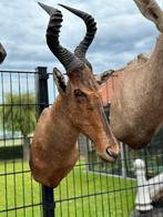Taxidermie hartenbeest opgezet, Ophalen of Verzenden