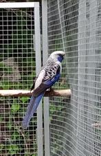 Mâle reproducteur pennant bleu, Animaux & Accessoires, Oiseaux | Perruches & Perroquets