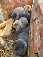 Franse hangoor, Dieren en Toebehoren, Konijnen, Meerdere dieren, Groot, Hangoor, 0 tot 2 jaar