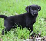 Labrador pups, Dieren en Toebehoren, Honden | Retrievers, Spaniëls en Waterhonden, België, CDV (hondenziekte), 8 tot 15 weken