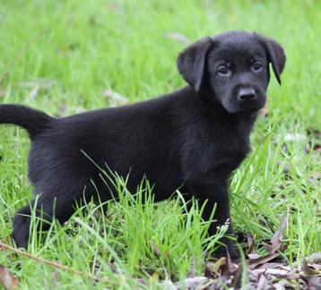 Labrador pups beschikbaar voor biedingen