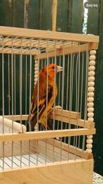 Kruisingen., Dieren en Toebehoren, Vogels | Overige Vogels, Mannelijk, Wildzangvogel
