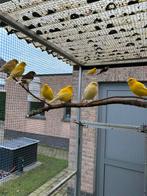 Kanarie poppen, Dieren en Toebehoren, Vrouwelijk, Kleurkanarie