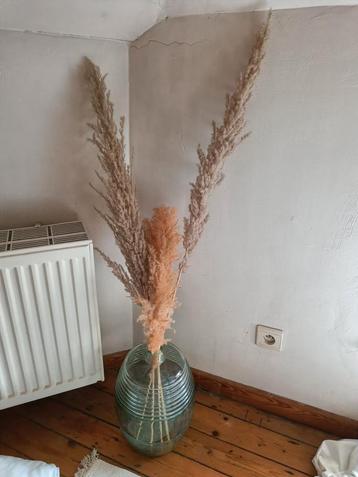 Vaas met pampas beschikbaar voor biedingen
