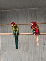 Rosella’s en Bourkes, Dieren en Toebehoren