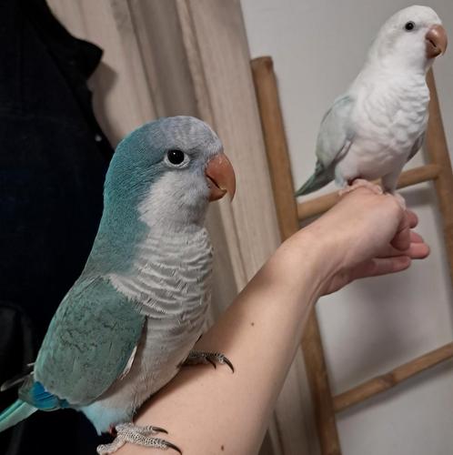 Couple Perruche Souris super apprivoiser, Dieren en Toebehoren, Vogels | Parkieten en Papegaaien, Parkiet, Mannelijk, Geringd
