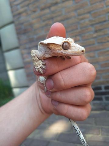 Verschillende wimpergekko's  beschikbaar voor biedingen