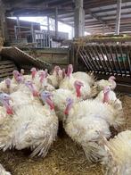 Kalkoenen, Dieren en Toebehoren, Mannelijk, Kalkoen