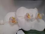 orchidee, Ophalen, In pot