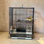 Canaris mâle avec cage neuve, Animaux & Accessoires, Mâle