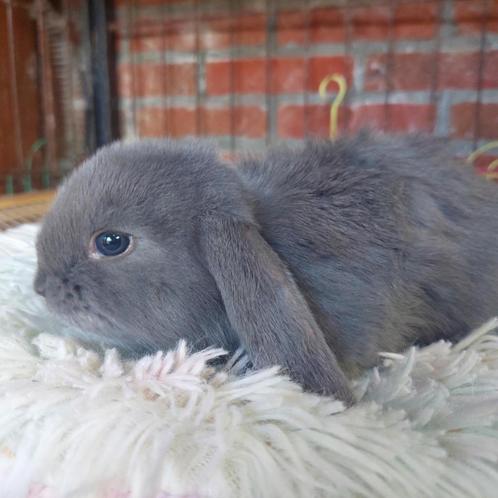Franse hangoren, Dieren en Toebehoren, Konijnen, Groot, Meerdere dieren, 0 tot 2 jaar, Hangoor