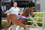 Kwpn hengsten veulen Fürst Dior x Just Wimpof, Dieren en Toebehoren, Paarden, Hengst