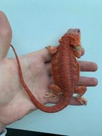 Male red hypo trans, Dieren en Toebehoren, Reptielen en Amfibieën, Hagedis, 0 tot 2 jaar