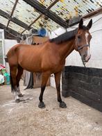 paard, Dieren en Toebehoren, Paarden, 175 cm of meer, Gechipt, Ruin, 11 jaar of ouder