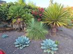 Exotische planten voor uw tuin, Ophalen of Verzenden
