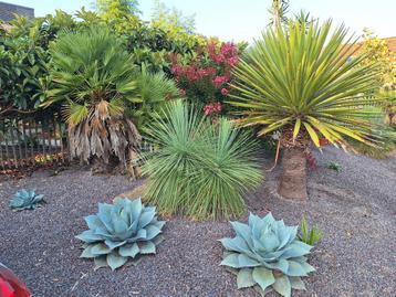 Exotische planten voor uw tuin beschikbaar voor biedingen