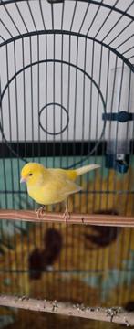 gele, zingende kanarie, in kooi, Dieren en Toebehoren, Vogels | Kanaries