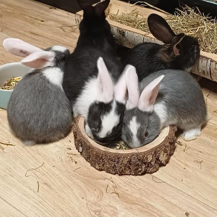 Duitse reus rammetjes te reserveren, Dieren en Toebehoren, Konijnen, Groot, Mannelijk, 0 tot 2 jaar