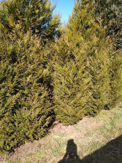 Mooie grote haagconiferen, Tuin en Terras, Planten | Struiken en Hagen, Ophalen of Verzenden