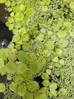 Limnobium laevigatum (Amazon frogbit/kikkerbeet), Dieren en Toebehoren, Vis
