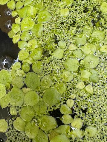 Limnobium laevigatum (Amazon frogbit/kikkerbeet) beschikbaar voor biedingen