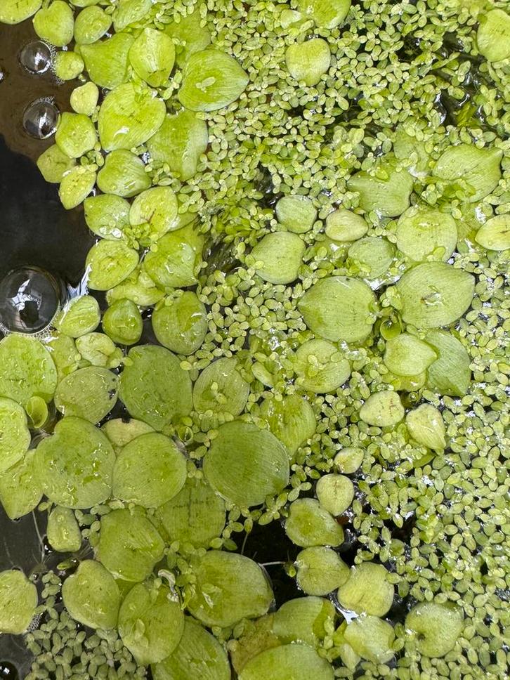 Limnobium laevigatum (Amazon frogbit/kikkerbeet), Dieren en Toebehoren, Vissen | Aquariumvissen, Vis