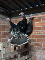 Amerikaanse wilde kalkoenen te koop, Dieren en Toebehoren, Meerdere dieren