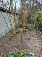 Perzische slaapbomen, Ophalen