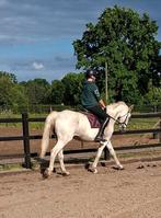 E pony - klein paard, Ruin
