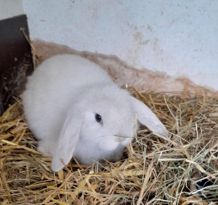 Jonge Nederlandse  hangoordwerg  (vr), Dieren en Toebehoren, Konijnen