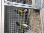 Koppel bonte boeren 22, Dieren en Toebehoren