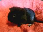 Teddy cavia beertje, Dieren en Toebehoren, Knaagdieren, Cavia