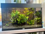 JUWEL AQUARIUM Rio 125, Dieren en Toebehoren, Ophalen, Zo goed als nieuw, Plant(en), Steen of Hout