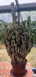 cactus, Huis en Inrichting, Ophalen, 100 tot 150 cm, In pot, Cactus