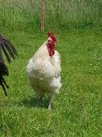 Broedeieren gezocht van groothoenders, Dieren en Toebehoren