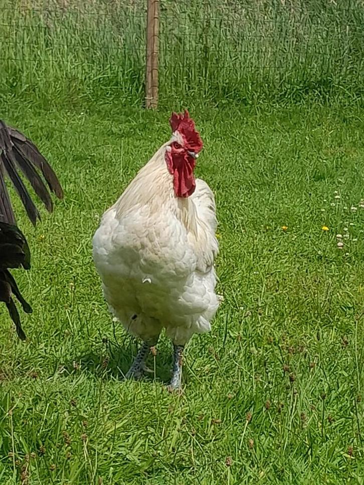Broedeieren gezocht van groothoenders, Dieren en Toebehoren, Pluimvee