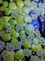 Portie drijfplanten kikkerbeet (limnobium ) & salvinia, Dieren en Toebehoren, Vissen | Aquaria en Toebehoren, Ophalen, Nieuw, Plant(en), Steen of Hout