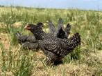 Jonge Tamme Hollandse Koekoek kippen gesekst en ingeënt, Dieren en Toebehoren, Vrouwelijk, Kip