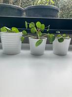 Ikea bloempotten met pannekoekenplant, Huis en Inrichting, Kamerplanten, Ophalen of Verzenden