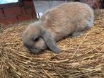 Hangoor, Dieren en Toebehoren, Konijnen, Vrouwelijk, Dwerg, Hangoor, 0 tot 2 jaar