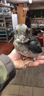 Handtamme kookaburras, Dieren en Toebehoren