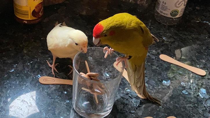 Koppel tamme kakariki’s 2025, Dieren en Toebehoren, Vogels | Parkieten en Papegaaien, Parkiet, Meerdere dieren, Pratend, Tam, Geringd