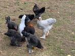 Te koop Hanen Brahma groothoender Isabel, Dieren en Toebehoren, Pluimvee, Kip