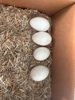 Broedeieren vlaamse gans