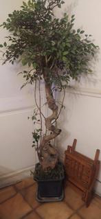arbres, Tuin en Terras, Planten | Bomen, Ophalen, In pot, Zuilboom, 100 tot 250 cm