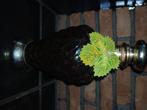 Vintage sangria, Ophalen of Verzenden, Nieuw, Overige typen, Vol