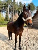 Mooie 11-jarige ruin te koop, Dieren en Toebehoren, Paarden, Springpaard, 11 jaar of ouder, Gechipt, L