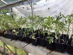 Tomatenplanten, Ophalen