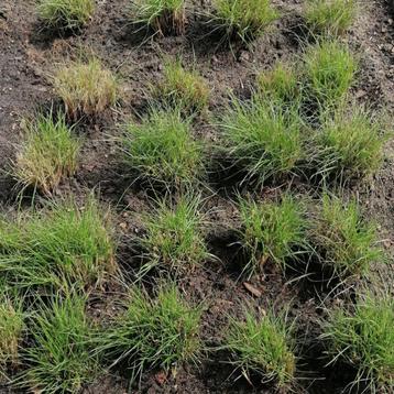 25 Jonge scheuten lampenpoetsergras uit volle grond. beschikbaar voor biedingen